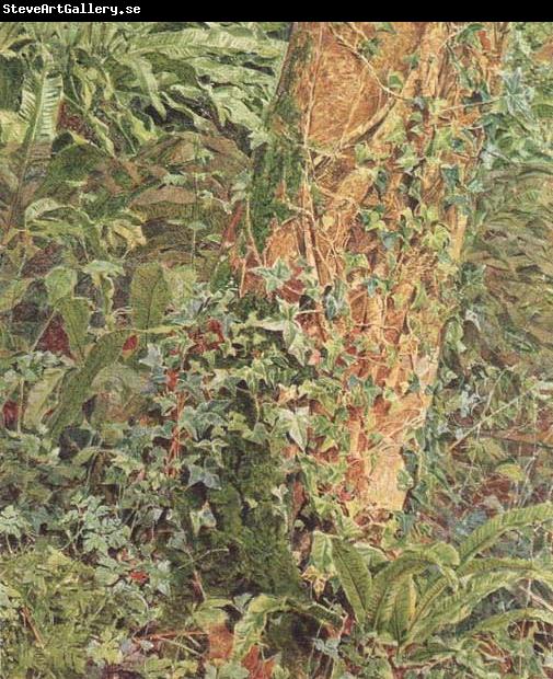 Albert Joseph Moore,ARWS Study of an Ash Trunk (mk46)